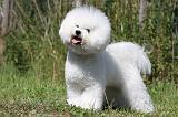 BICHON FRISE 410